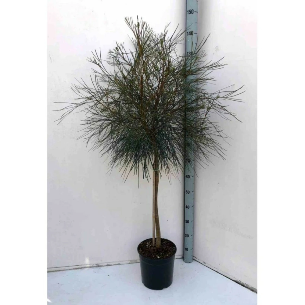 Grevillea Johnsonii (grevillea De Johnson Ou Fleur D'araignée De Johnson,) Pot De 4 Litres 50/60 Cm 3 Grevillea Johnsonii (grevillea De Johnson Ou Fleur D'araignée De Johnson,) Pot De 4 Litres 50/60 Cm – Image 3