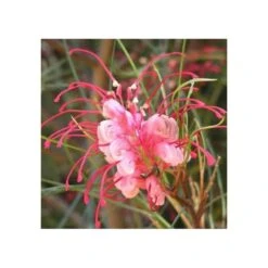 Grevillea Johnsonii (grevillea De Johnson Ou Fleur D'araignée De Johnson,) Pot De 4 Litres 50/60 Cm 7 Grevillea Johnsonii (grevillea De Johnson Ou Fleur D'araignée De Johnson,) Pot De 4 Litres 50/60 Cm -Karch Jardin Magasin 6403954ac10fa5.53432193