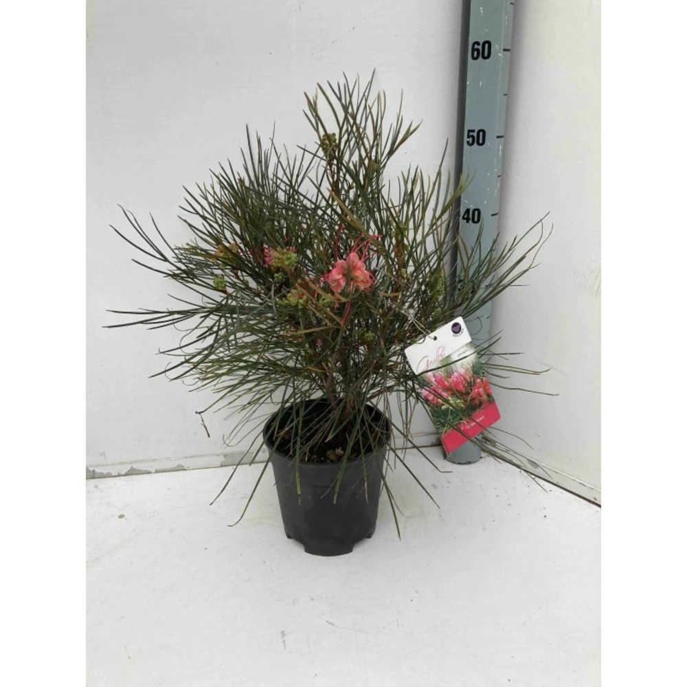 Grevillea Johnsonii (grevillea De Johnson Ou Fleur D'araignée De Johnson,) Pot De 4 Litres 50/60 Cm 2 Grevillea Johnsonii (grevillea De Johnson Ou Fleur D'araignée De Johnson,) Pot De 4 Litres 50/60 Cm – Image 2