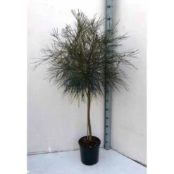 Grevillea Johnsonii (grevillea De Johnson Ou Fleur D'araignée De Johnson,) Taille Pot De 6 Litres - 100/120 Cm 6 Grevillea Johnsonii (grevillea De Johnson Ou Fleur D'araignée De Johnson,) Taille Pot De 6 Litres - 100/120 Cm -Karch Jardin Magasin 640395807e85b6.70200338