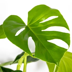 Monstera Deliciosa - Plante Trouée - Plante D'intérieur - Purificateur D'air – ⌀21 Cm - ↕70-80 Cm -Karch Jardin Magasin 640b20b65d25d4.79931694