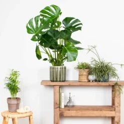Monstera Deliciosa - Plante Trouée - Plante D'intérieur - Purificateur D'air – ⌀21 Cm - ↕70-80 Cm -Karch Jardin Magasin 640b20b66958b4.75271986