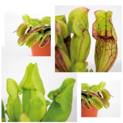 3x Mélange De Plantes Carnivores – Plante Des Marais – Entretien Facile⌀6 Cm ⌀05-10 Cm -Karch Jardin Magasin 640b20c6d39006.33986623