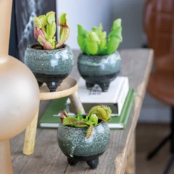 3x Mélange De Plantes Carnivores – Plante Des Marais – Entretien Facile⌀6 Cm ⌀05-10 Cm -Karch Jardin Magasin 640b20c6d93a55.84252896