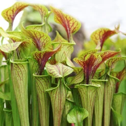 2x Sarracenia 'juthatip Soper' – Plante Carnivore – Entretien Facile ⌀12 Cm – ↕10-20cm -Karch Jardin Magasin 640b20de0d95e6.50661912