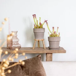 2x Sarracenia 'juthatip Soper' – Plante Carnivore – Entretien Facile ⌀12 Cm – ↕10-20cm -Karch Jardin Magasin 640b20de202773.22562993