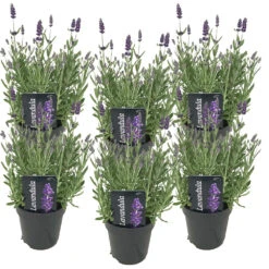 6x Lavandula Angustifolia 'ardèche' - Lavande - Arbuste - Rustique – ⌀12 Cm - ↕20-25 Cm