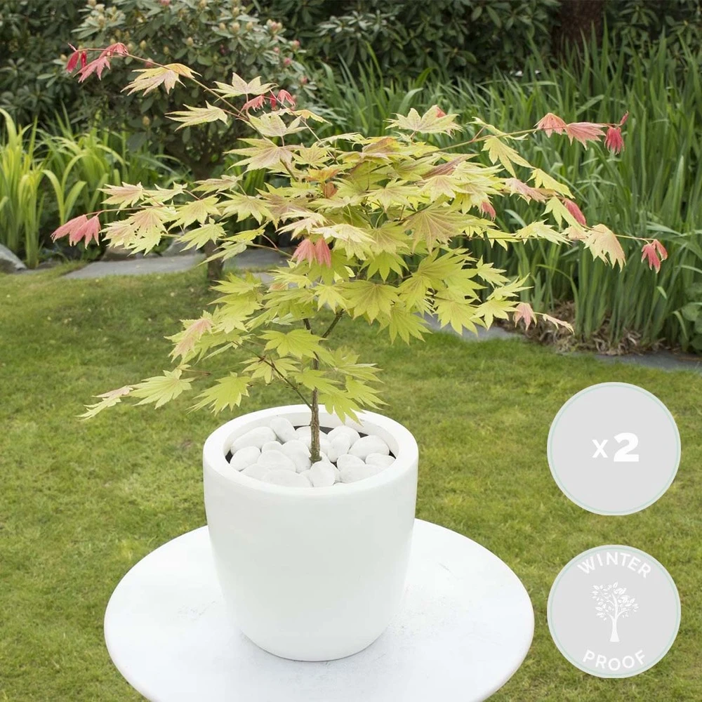 2x Acer Shirasawanum 'moonrise' - érable Du Japon - Arbuste - Rustique - ⌀19 Cm - ↕40-50 Cm 2 2x Acer Shirasawanum 'moonrise' - érable Du Japon - Arbuste - Rustique - ⌀19 Cm - ↕40-50 Cm – Image 2