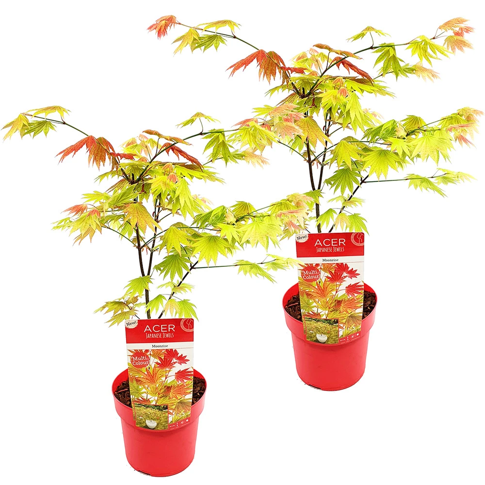 2x Acer Shirasawanum 'moonrise' - érable Du Japon - Arbuste - Rustique - ⌀19 Cm - ↕40-50 Cm 1 2x Acer Shirasawanum 'moonrise' - érable Du Japon - Arbuste - Rustique - ⌀19 Cm - ↕40-50 Cm