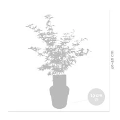 2x Acer Shirasawanum 'moonrise' - érable Du Japon - Arbuste - Rustique - ⌀19 Cm - ↕40-50 Cm 7 2x Acer Shirasawanum 'moonrise' - érable Du Japon - Arbuste - Rustique - ⌀19 Cm - ↕40-50 Cm -Karch Jardin Magasin 640b75778741e7.39248989