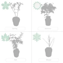 2x Acer Shirasawanum 'moonrise' - érable Du Japon - Arbuste - Rustique - ⌀19 Cm - ↕40-50 Cm 9 2x Acer Shirasawanum 'moonrise' - érable Du Japon - Arbuste - Rustique - ⌀19 Cm - ↕40-50 Cm -Karch Jardin Magasin 640b75778df031.60935588