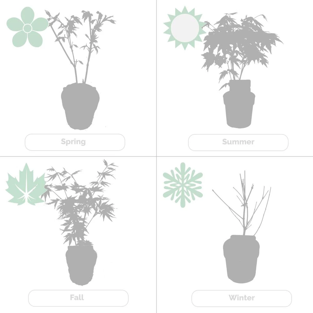 2x Acer Shirasawanum 'moonrise' - érable Du Japon - Arbuste - Rustique - ⌀19 Cm - ↕40-50 Cm 5 2x Acer Shirasawanum 'moonrise' - érable Du Japon - Arbuste - Rustique - ⌀19 Cm - ↕40-50 Cm – Image 5