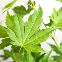 Acer Palmatum 'going Green' - érable Du Japon - Arbuste - Rustique – ⌀10,5 Cm - ↕25-30 Cm 7 Acer Palmatum 'going Green' - érable Du Japon - Arbuste - Rustique – ⌀10,5 Cm - ↕25-30 Cm -Karch Jardin Magasin 640b7579d22548.51765392