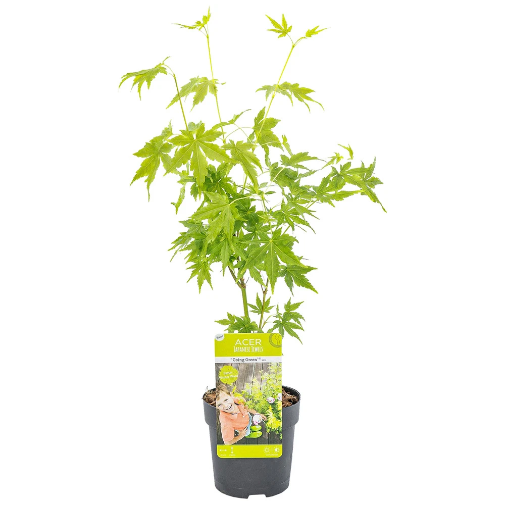 Acer Palmatum 'going Green' - érable Du Japon - Arbuste - Rustique – ⌀10,5 Cm - ↕25-30 Cm 1 Acer Palmatum 'going Green' - érable Du Japon - Arbuste - Rustique – ⌀10,5 Cm - ↕25-30 Cm