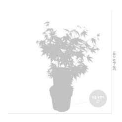 Acer Palmatum 'orange Dream' - érable Du Japon - Arbuste - Rustique - ⌀15 Cm - ↕30-40 Cm -Karch Jardin Magasin 640b75850c7fc3.34058057