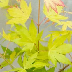 Acer Palmatum 'orange Dream' - érable Du Japon - Arbuste - Rustique - ⌀15 Cm - ↕30-40 Cm -Karch Jardin Magasin 640b75850fba80.15442681