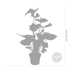2x Anthurium 'aristo' Red– Flamingo Plant - Facile D'entretien - ⌀14 Cm - ↕45-55 Cm -Karch Jardin Magasin 640b783e384ac5.23677321