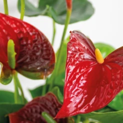 2x Anthurium 'aristo' Red– Flamingo Plant - Facile D'entretien - ⌀14 Cm - ↕45-55 Cm -Karch Jardin Magasin 640b783e3f8e96.90530068