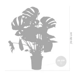 Monstera Deliciosa Incl. Panier En Jonc De Mer - Purificateur D'air - ⌀21 Cm - ↕70-80 Cm -Karch Jardin Magasin 640b78690602c8.25143099