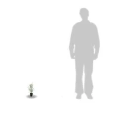 Eucalyptus Gunni France Bleu® 'rengun'/pot De 7,5l - 40/60 Cm -Karch Jardin Magasin 6411c525786818.65301056