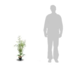 Eucalyptus Gunni France Bleu® 'rengun'/pot De 7,5l - 40/60 Cm -Karch Jardin Magasin 6411c525840195.31640674