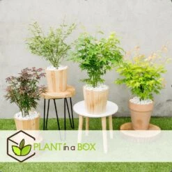 Assorti De 8 Erables Du Japon - Pot ⌀10 Cm - H.25-40cm (hauteur Pot Incluse) -Karch Jardin Magasin 6421dd63e6f720.35493338