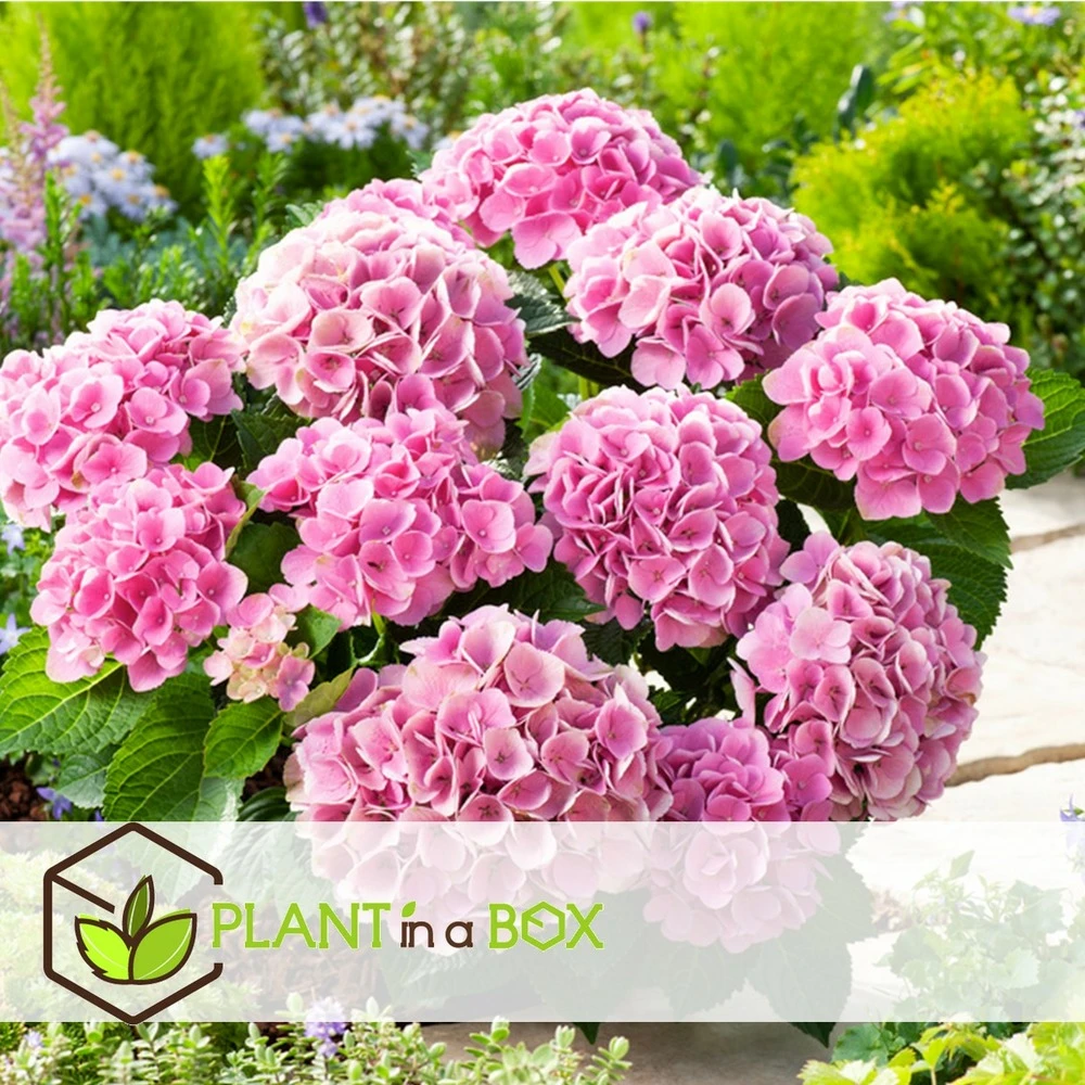 Set De 3 Hortensia Rose - Pot ⌀9cm - H.25-40cm (hauteur Pot Incluse) 2 Set De 3 Hortensia Rose - Pot ⌀9cm - H.25-40cm (hauteur Pot Incluse) – Image 2
