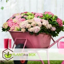 Set De 3 Hortensia Rose - Pot ⌀9cm - H.25-40cm (hauteur Pot Incluse) 7 Set De 3 Hortensia Rose - Pot ⌀9cm - H.25-40cm (hauteur Pot Incluse) -Karch Jardin Magasin 64233253af3a81.36590456