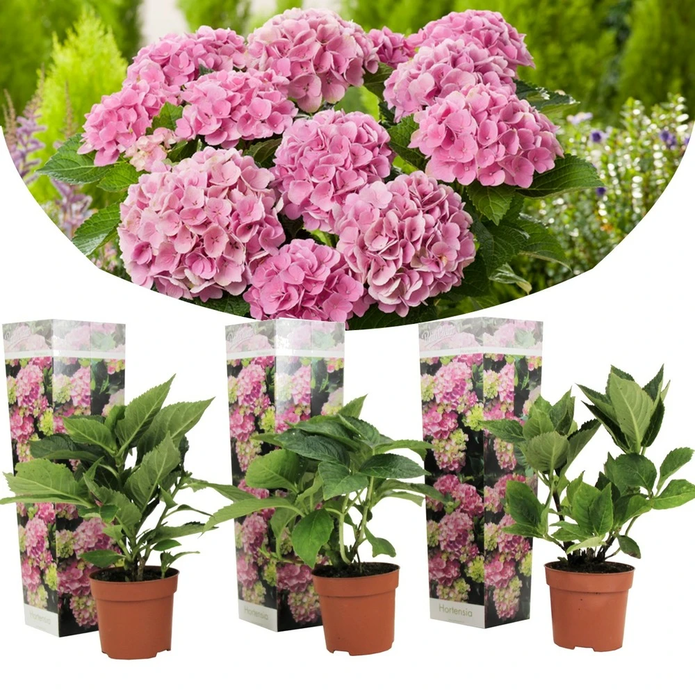 Set De 3 Hortensia Rose - Pot ⌀9cm - H.25-40cm (hauteur Pot Incluse) 1 Set De 3 Hortensia Rose - Pot ⌀9cm - H.25-40cm (hauteur Pot Incluse)