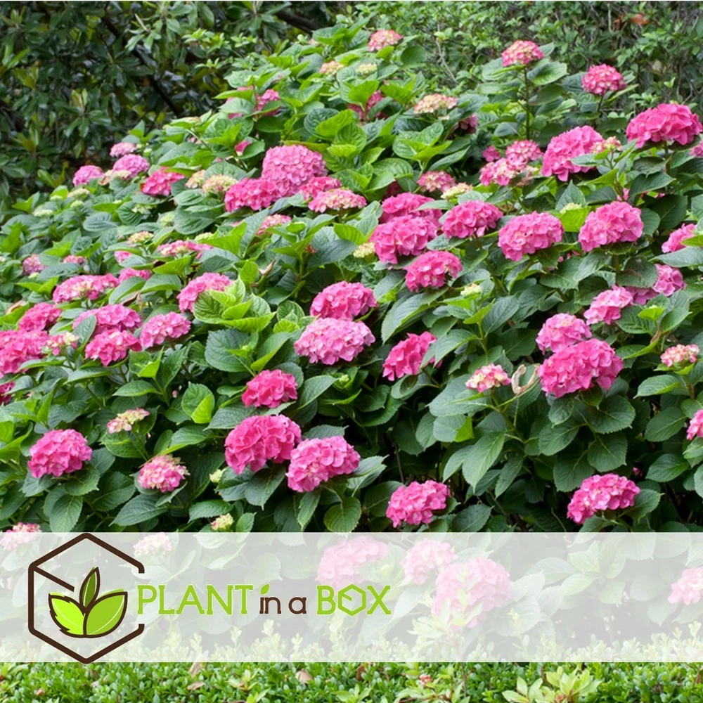 Set De 3 Hortensia Rose - Pot ⌀9cm - H.25-40cm (hauteur Pot Incluse) 3 Set De 3 Hortensia Rose - Pot ⌀9cm - H.25-40cm (hauteur Pot Incluse) – Image 3