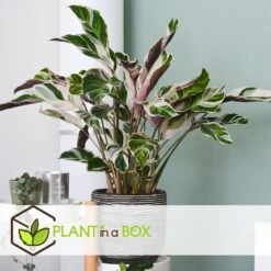 Calathea 'white Fusion' - Pot ⌀14cm - H.30-40cm (hauteur Pot Incluse) 9 Calathea 'white Fusion' - Pot ⌀14cm - H.30-40cm (hauteur Pot Incluse) -Karch Jardin Magasin 6423335ecc24f3.00608541