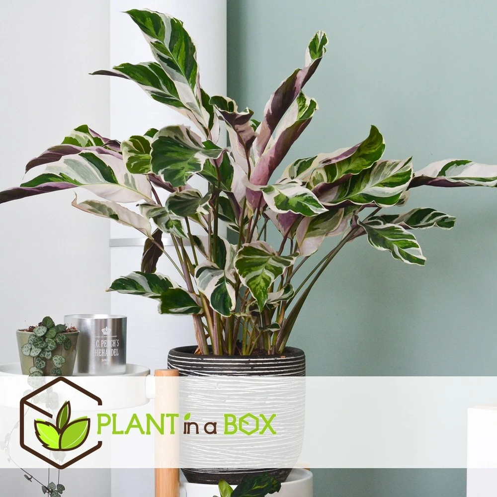 Calathea 'white Fusion' - Pot ⌀14cm - H.30-40cm (hauteur Pot Incluse) 3 Calathea 'white Fusion' - Pot ⌀14cm - H.30-40cm (hauteur Pot Incluse) – Image 3
