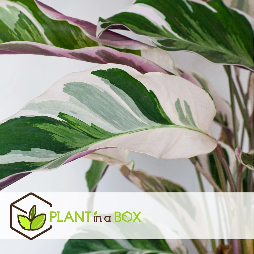 Calathea 'white Fusion' - Pot ⌀14cm - H.30-40cm (hauteur Pot Incluse) 5 Calathea 'white Fusion' - Pot ⌀14cm - H.30-40cm (hauteur Pot Incluse) – Image 5