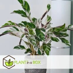 Calathea 'white Fusion' - Pot ⌀14cm - H.30-40cm (hauteur Pot Incluse) 13 Calathea 'white Fusion' - Pot ⌀14cm - H.30-40cm (hauteur Pot Incluse) -Karch Jardin Magasin 6423335ed559f6.10005262