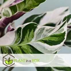 Calathea 'white Fusion' - Pot ⌀14cm - H.30-40cm (hauteur Pot Incluse) 10 Calathea 'white Fusion' - Pot ⌀14cm - H.30-40cm (hauteur Pot Incluse) -Karch Jardin Magasin 6423335eda0cd7.05143036