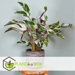 Calathea 'white Fusion' - Pot ⌀14cm - H.30-40cm (hauteur Pot Incluse) 12 Calathea 'white Fusion' - Pot ⌀14cm - H.30-40cm (hauteur Pot Incluse) -Karch Jardin Magasin 6423335ee30885.64669425