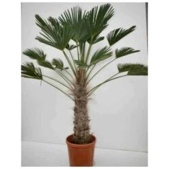 Trachycarpus Wagnerianus (palmier De Chusan, Palmier Moulin à Vent) - Taille:pot De 110l - Tronc De 180/200cm - 230/260cm -Karch Jardin Magasin 6425e049150787.47676280