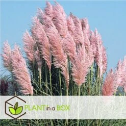 Cortaderia Selloana - Set De 3 - La Pampa - Rose - Pot 9cm - Hauteur 25-40cm -Karch Jardin Magasin 6426d369de0020.70880671