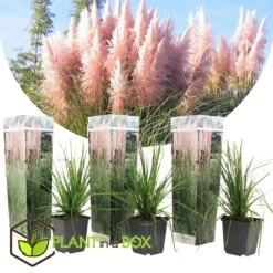 Cortaderia Selloana - Set De 3 - La Pampa - Rose - Pot 9cm - Hauteur 25-40cm -Karch Jardin Magasin 6426d369ed3477.62160885