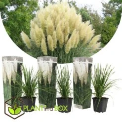 Cortaderia Selloana - Set De 3 - La Pampa - Blanc - Pot 9cm - Hauteur 25-40cm -Karch Jardin Magasin 6426d36bcbe739.61225323