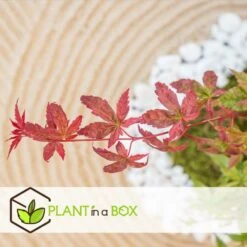 Acer Palmatum 'beni Maiko' - érable Du Japon - Pot 19cm - Hauteur 60-70cm -Karch Jardin Magasin 6426d375c7d192.60013909