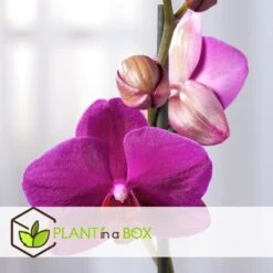 Phalaenopsis Multiflora - Orchidée Pourpre - Pot 12cm - Hauteur 35-45cm 6 Phalaenopsis Multiflora - Orchidée Pourpre - Pot 12cm - Hauteur 35-45cm -Karch Jardin Magasin 6426d60b053594.26028170