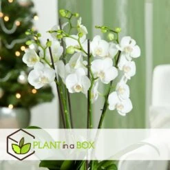 Phalaenopsis Multiflora - Orchidée Blanc - Pot 12cm - Hauteur 35-45cm -Karch Jardin Magasin 6426d60c268081.57320546