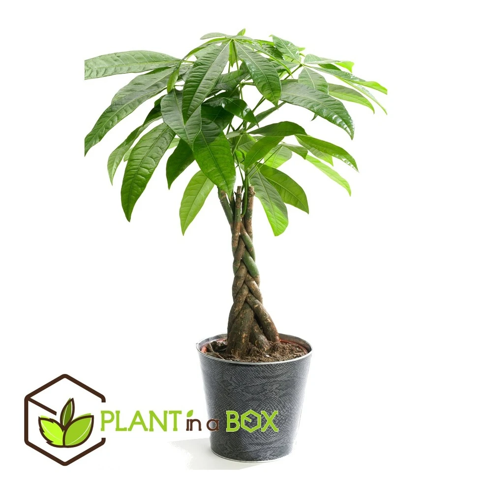 Pachira Aquatica - "money Tree" - Pot 17cm - Hauteur 60-70cm 2 Pachira Aquatica - "money Tree" - Pot 17cm - Hauteur 60-70cm – Image 2
