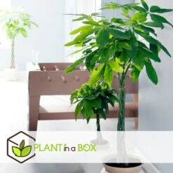 Pachira Aquatica - "money Tree" - Pot 17cm - Hauteur 60-70cm 7 Pachira Aquatica - "money Tree" - Pot 17cm - Hauteur 60-70cm -Karch Jardin Magasin 6426d61134eda5.40007499
