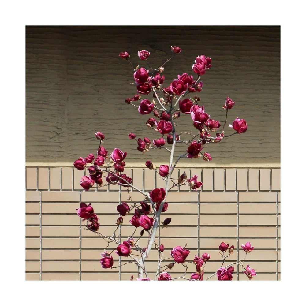 Magnolia De Chine, Magnolia De Soulange Soulangiana Genie/godet - 5/20 Cm 2 Magnolia De Chine, Magnolia De Soulange Soulangiana Genie/godet - 5/20 Cm – Image 2