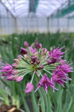 Allium 'lavender Bubbles' - 3l