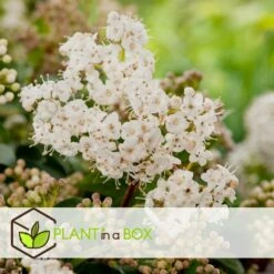 Viburnum Tinus - Set De 4 - Véritable Laurier - Pot 17cm - Hauteur 25-40cm 7 Viburnum Tinus - Set De 4 - Véritable Laurier - Pot 17cm - Hauteur 25-40cm -Karch Jardin Magasin 64594fc73362b6.46971732