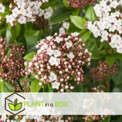 Viburnum Tinus - Set De 4 - Véritable Laurier - Pot 17cm - Hauteur 25-40cm 8 Viburnum Tinus - Set De 4 - Véritable Laurier - Pot 17cm - Hauteur 25-40cm -Karch Jardin Magasin 64594fc73be811.42083201