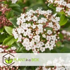 Viburnum Tinus - Set De 4 - Véritable Laurier - Pot 17cm - Hauteur 25-40cm 9 Viburnum Tinus - Set De 4 - Véritable Laurier - Pot 17cm - Hauteur 25-40cm -Karch Jardin Magasin 64594fc7449982.12702596